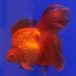 Ryukin Goldfish 101: Cuidado Integral e Dicas de Alimentação