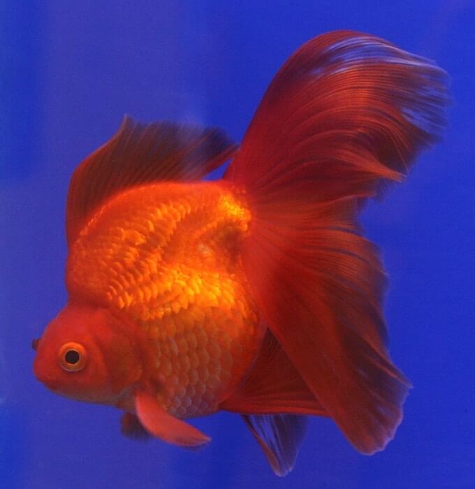 Um Goldfish Ryukin nadando em um aquário de água doce