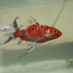Shubunkin Goldfish 101: Tudo que Você Precisa Saber