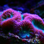 Blastomussa Coral: Tipos, Cuidados e Alimentação Ideal