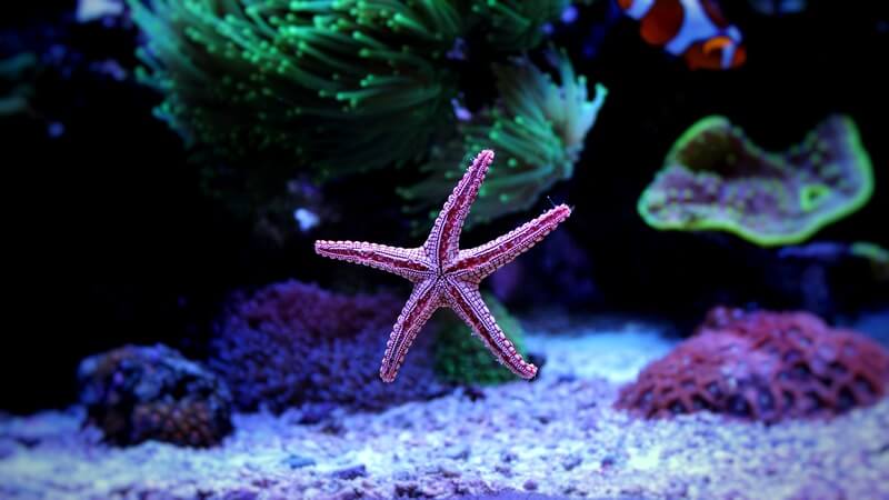 Uma estrela-do-mar depois de comer