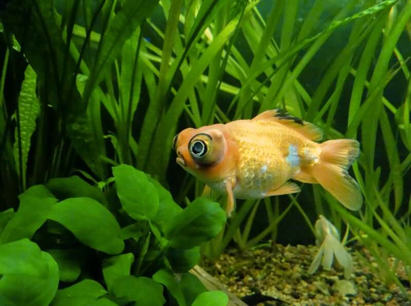 The Telescope Eye goldfish breed swimming in a planted tank