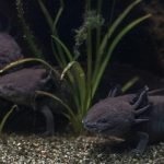 Cuidados com o Axolotl Preto: Tudo o que Você Precisa Saber