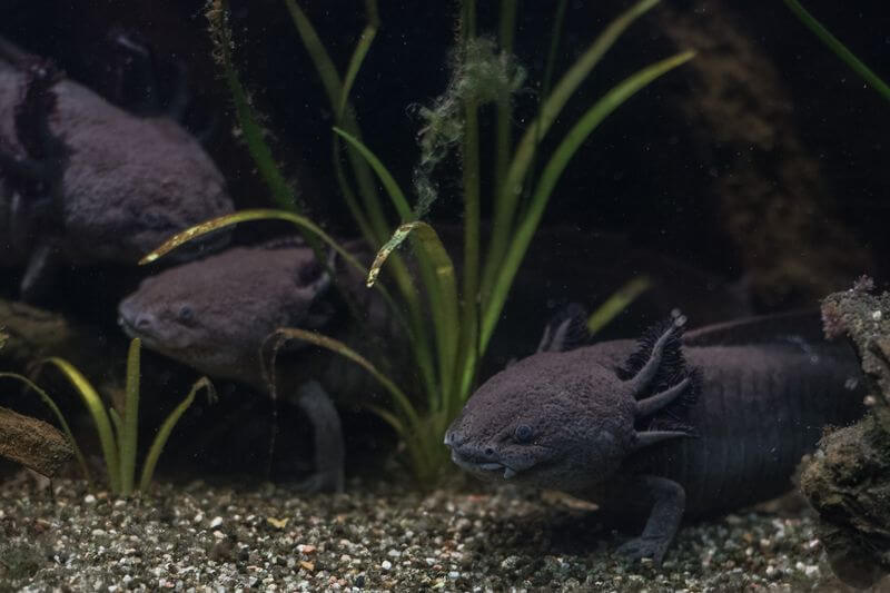 Três axolotls pretos nadando juntos