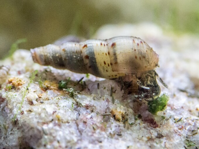 Um pequeno caramujo trompete no substrato de um aquário