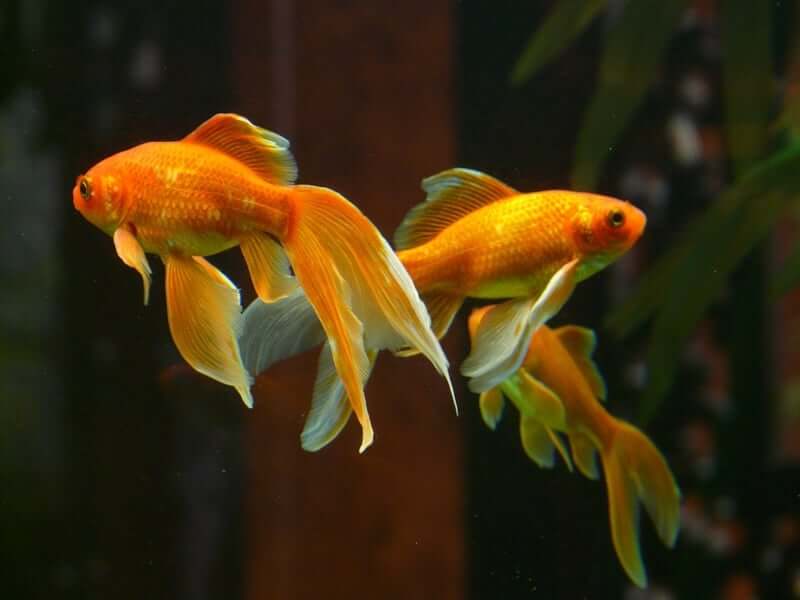 Three Veiltail goldfish interacting in their aquarium