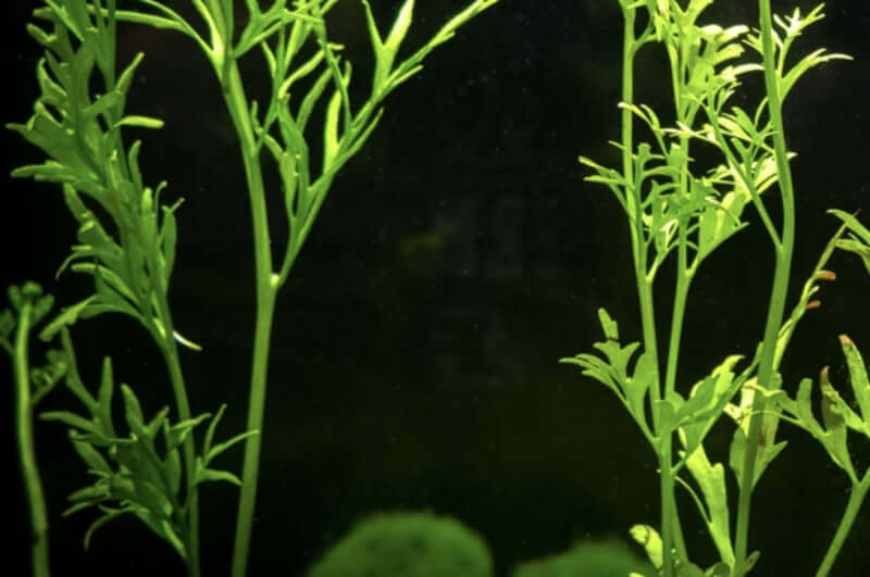 Planta limnophila subaquática