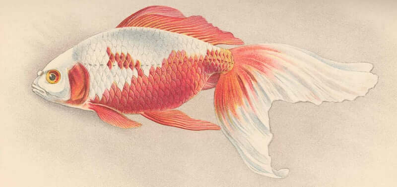 Illustration of a Watonai Goldfish breed