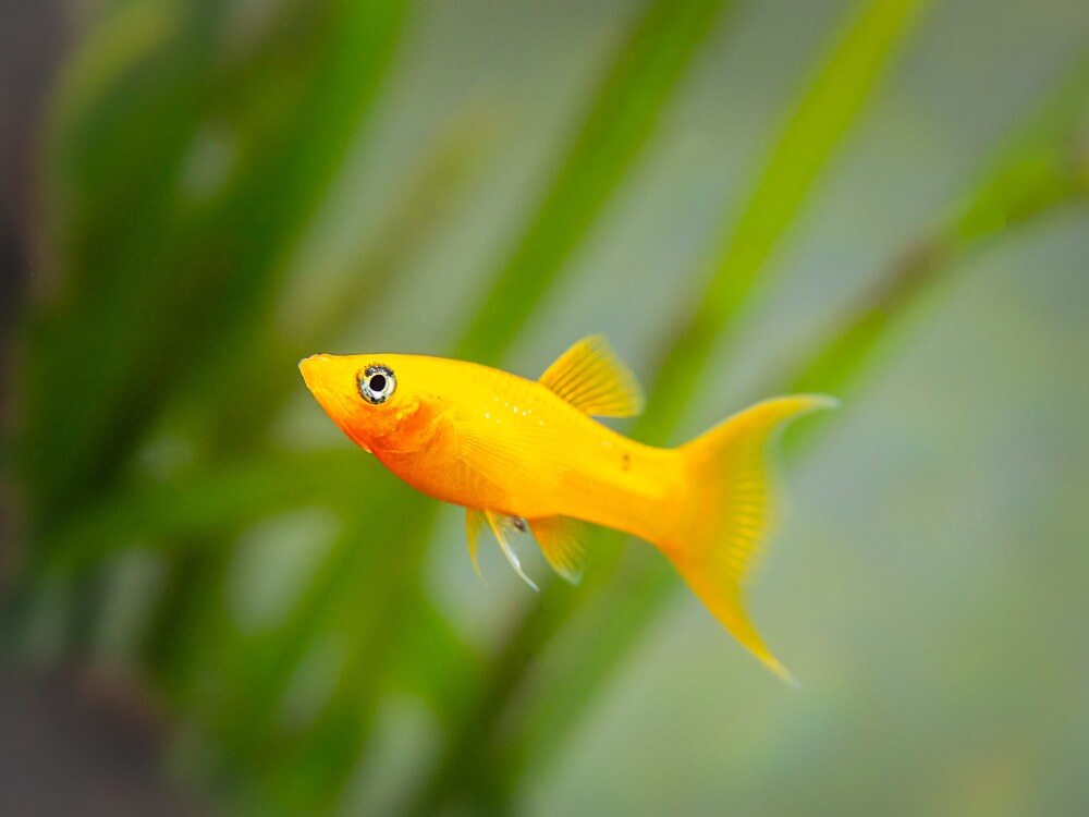 Um peixe molly amarelo