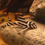 Pleco Zebra 101: Tamanho, Reprodução e Mais