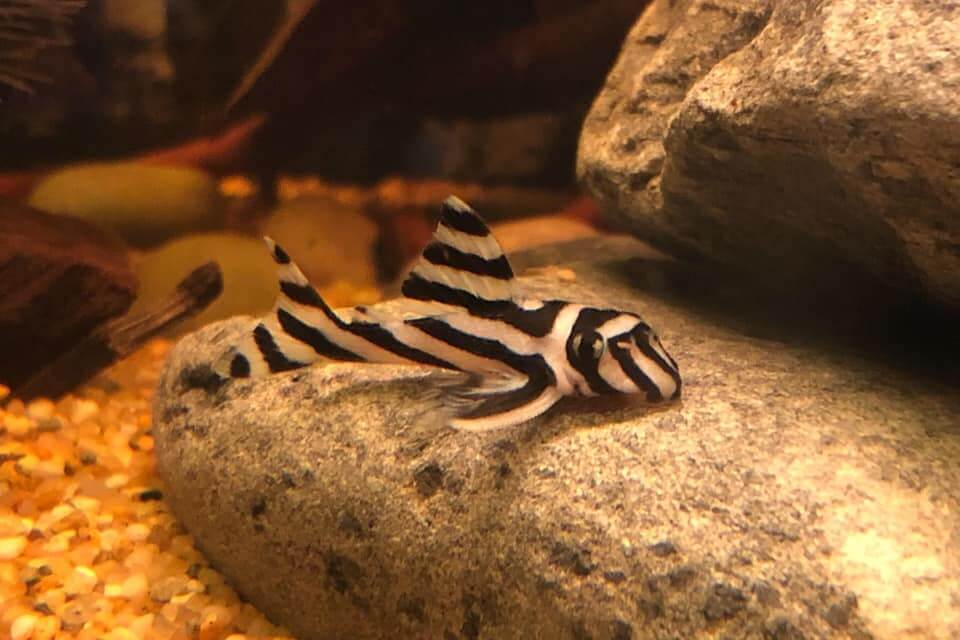 Um peixe-zebra no fundo de um aquário de água doce